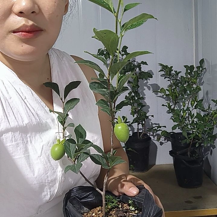 飞***翔不开花植物老鸭柿