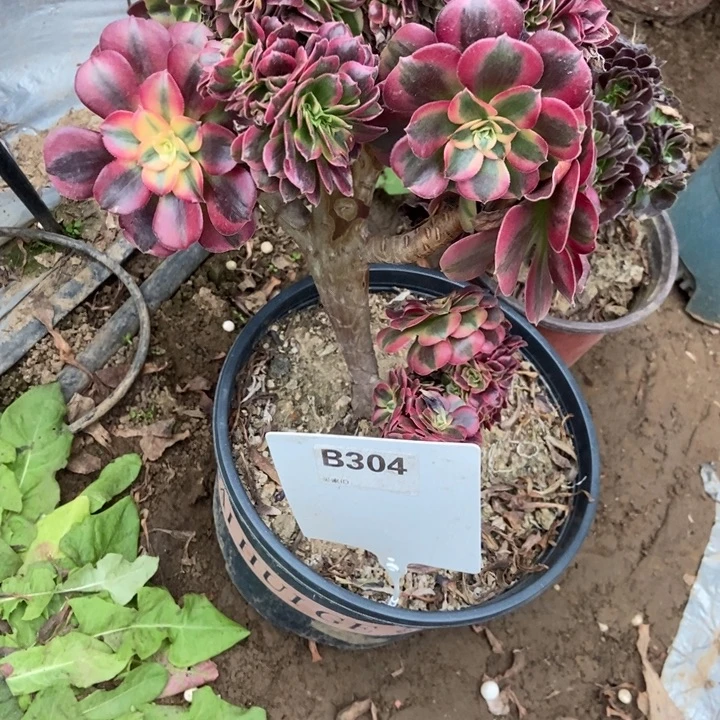 海***洋B304美杜莎老庄老庄