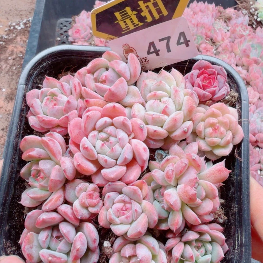 多肉植物多肉植物