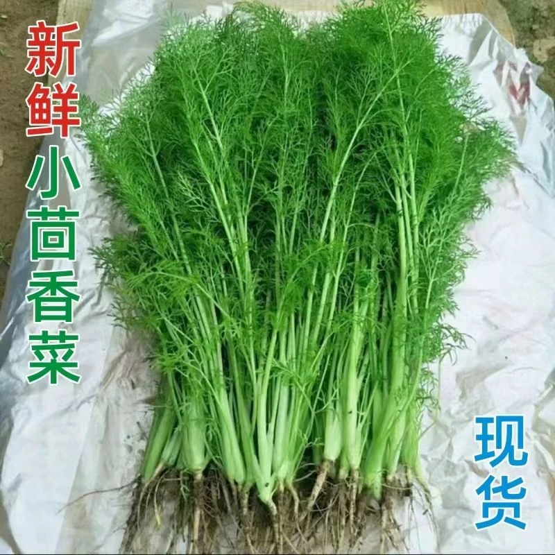 河南新鲜茴香菜农家直采包饺子馅当季蔬菜现采现发茴香菜新鲜茴香