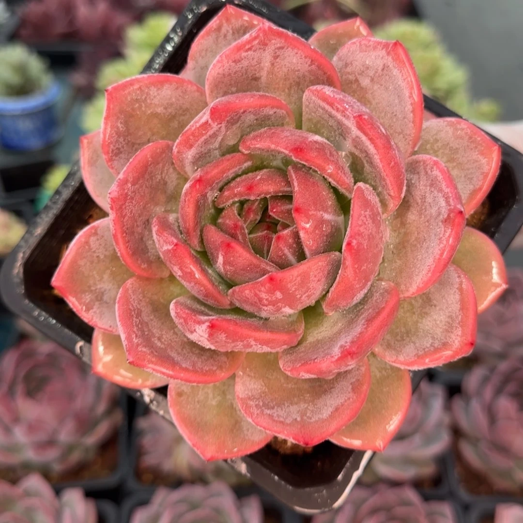 从前慢多肉编号唐古拉