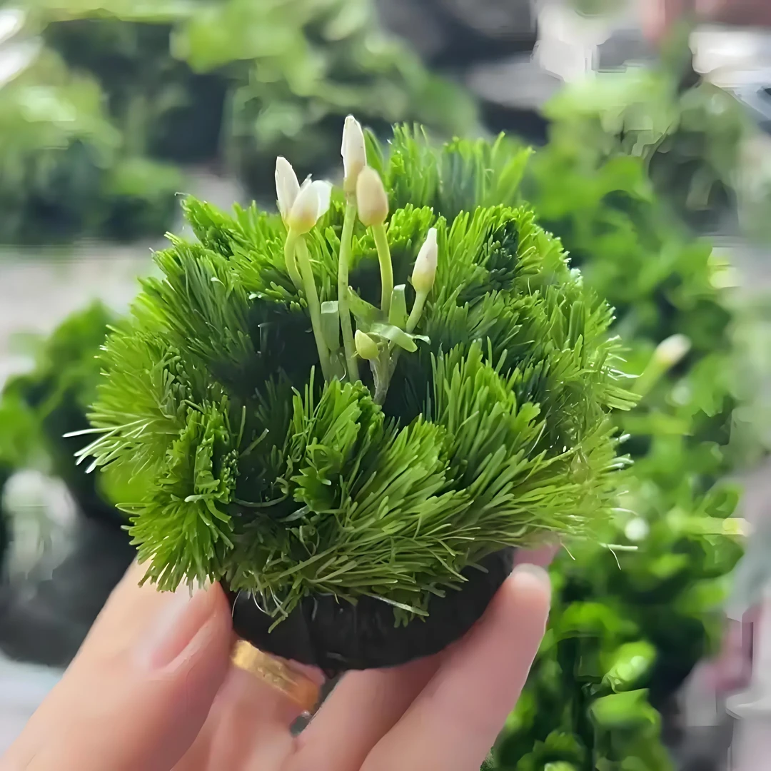 绿菊坨草植物活体鱼缸造景阴性水草懒人新手水草推荐易打理好养活