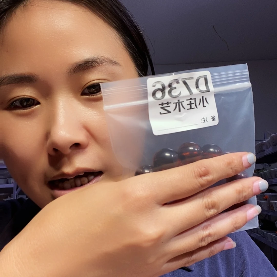 【闪购商品】黑炭木，风车木736