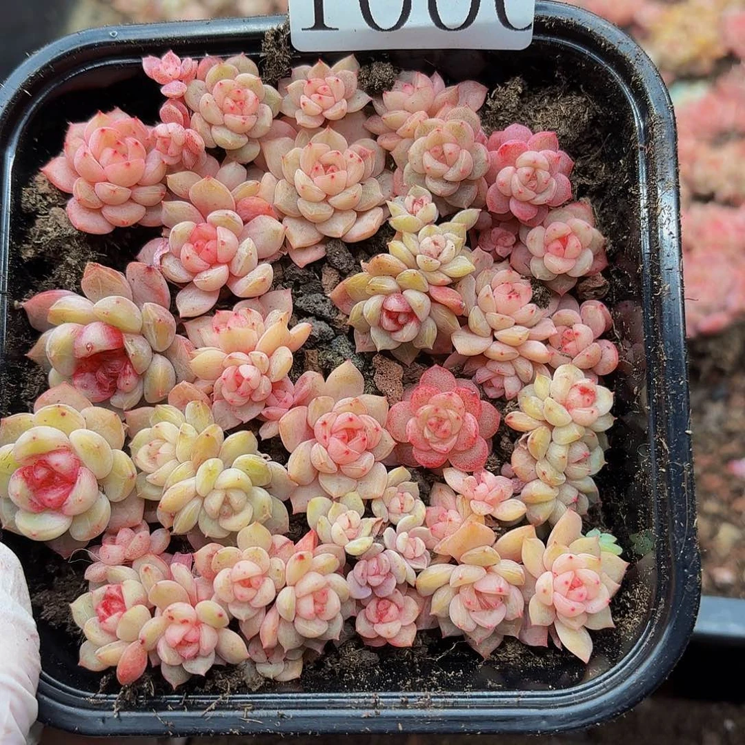 多肉植物多肉植物1000