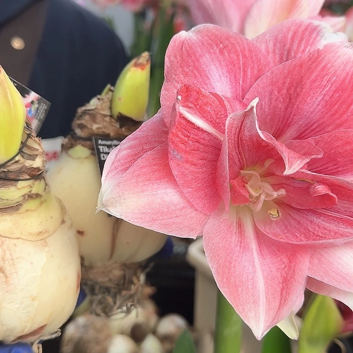 卡布鲁斯直径8.5厘米以上进口球残次