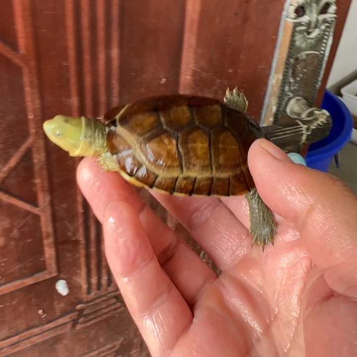 母绿毛龟小青龟29号