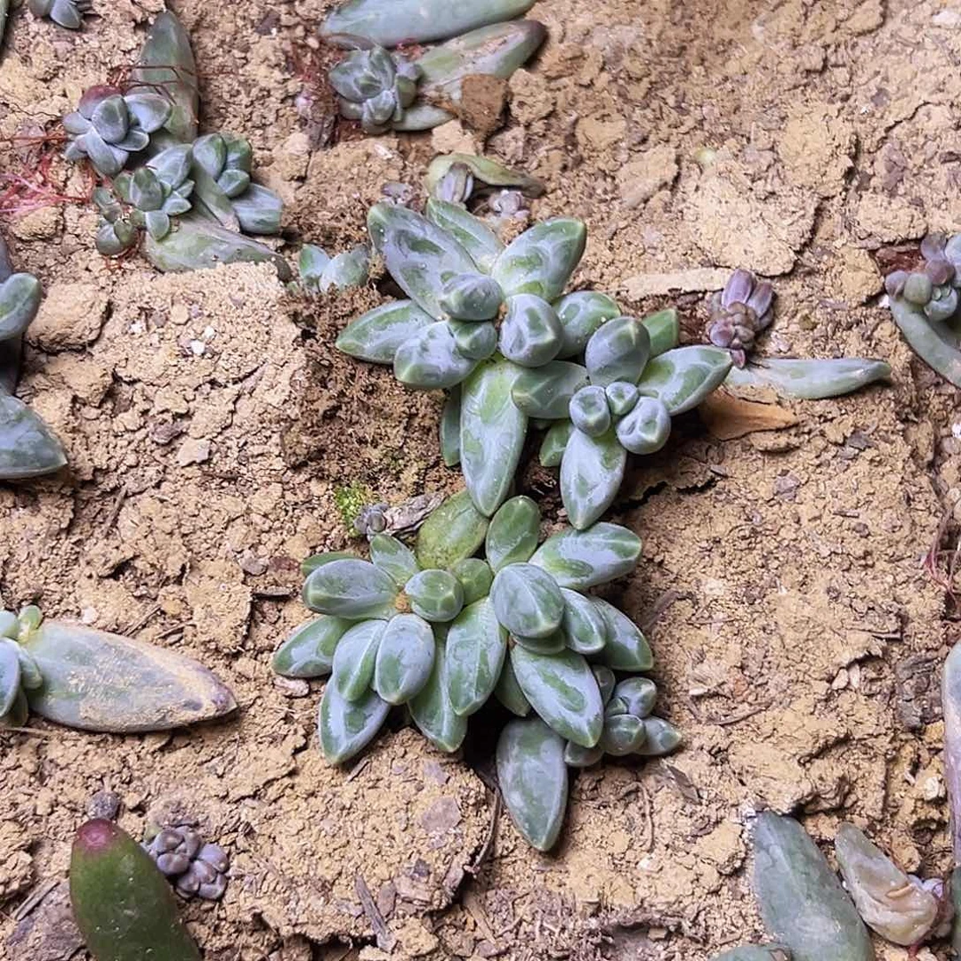 乌拉克拉双头叶插苗2个