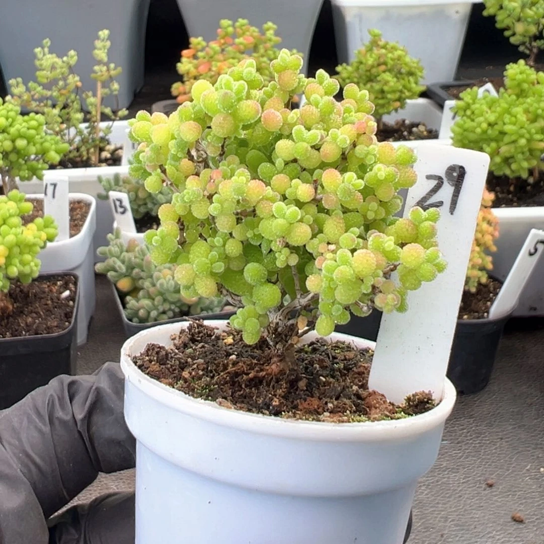 精控蜜橘糖球29号