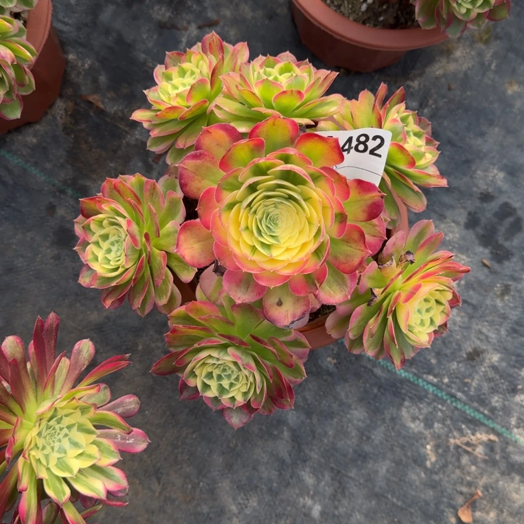海仙多肉植物a482
