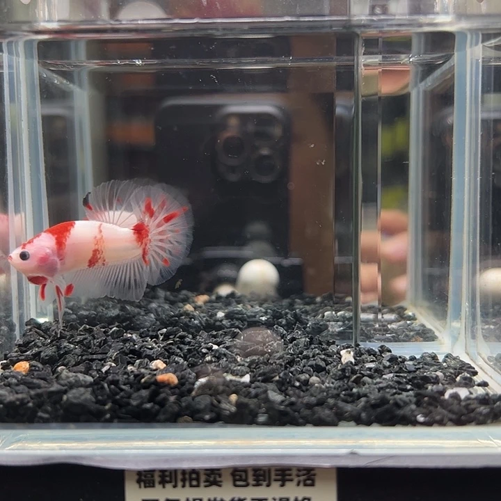 斗鱼竞拍跑单拉黑12日21