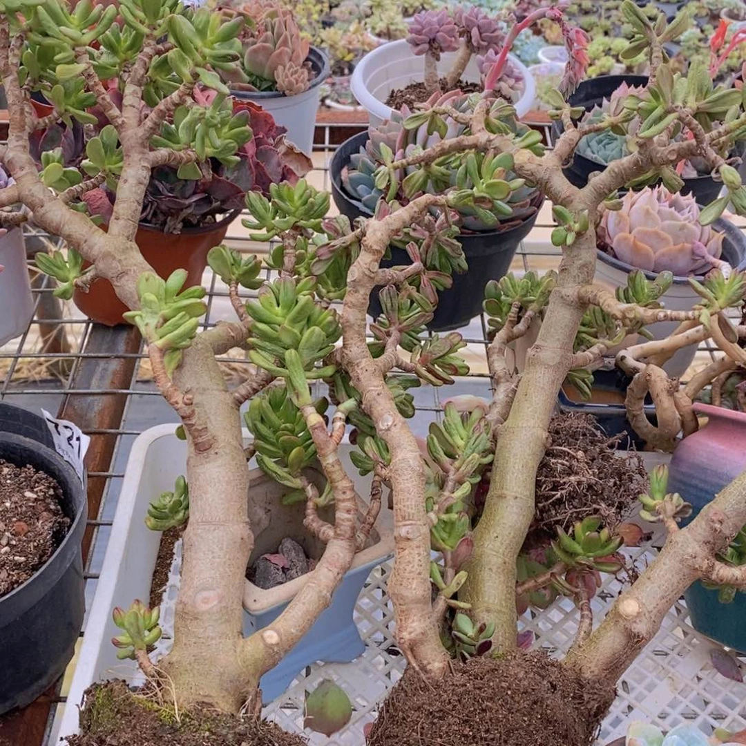 老桩招财猫特价一盆