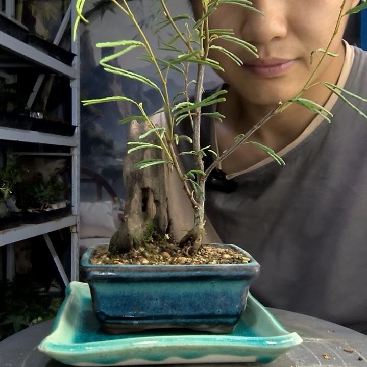 初*中青园艺一物一拍285