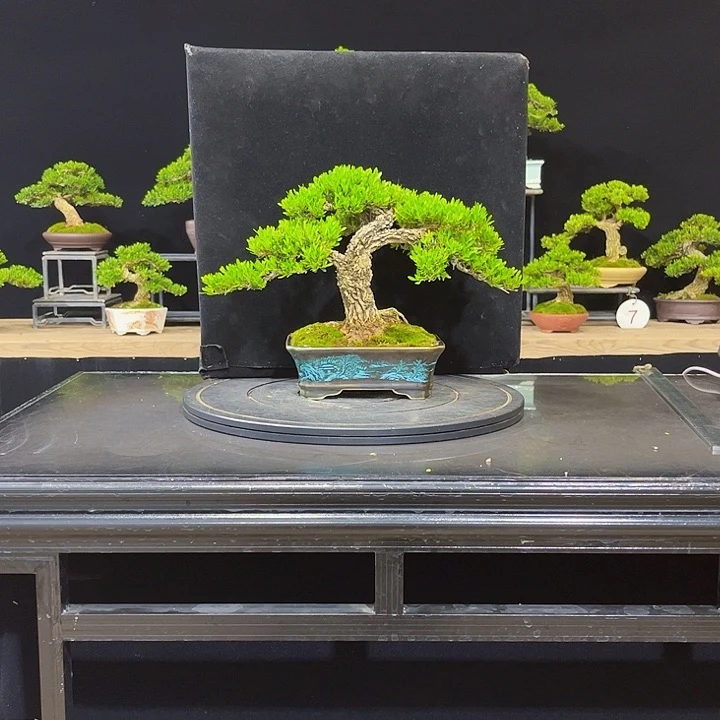 无花朵黄杨盆景四季常绿不落叶