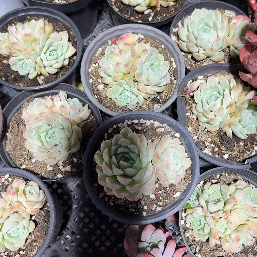 白雪影福利多肉植物