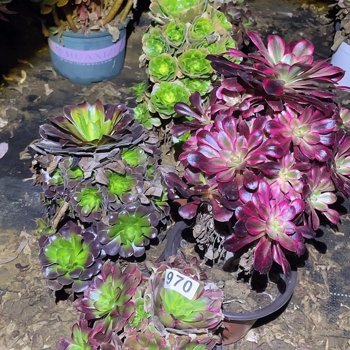 无*多肉植物断枝不包970法师4颗