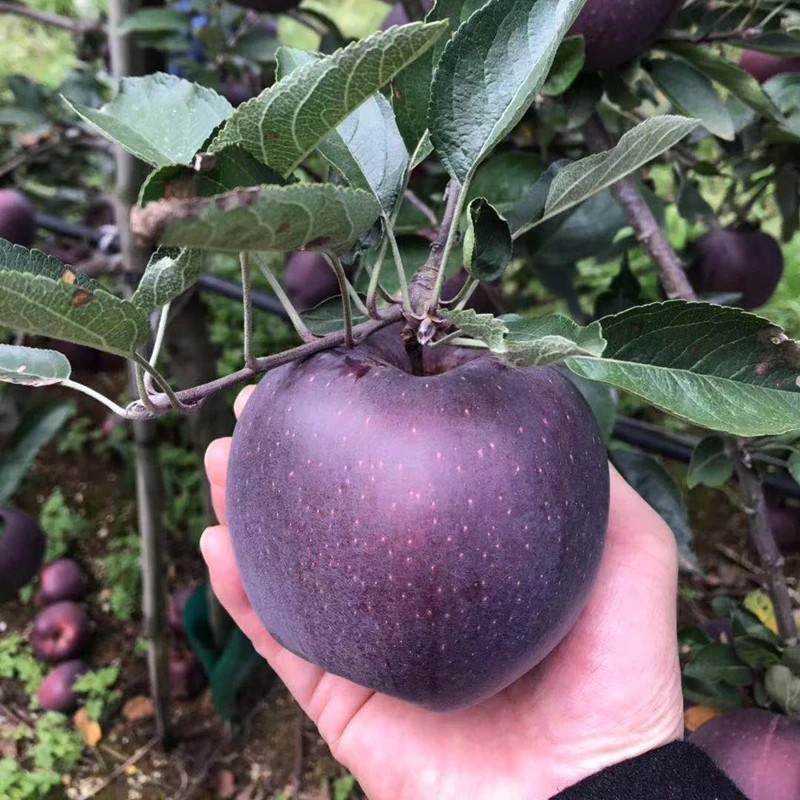黑钻苹果苗 嫁接新品种苹果树苗特大 南北方种植盆栽地栽当年结果