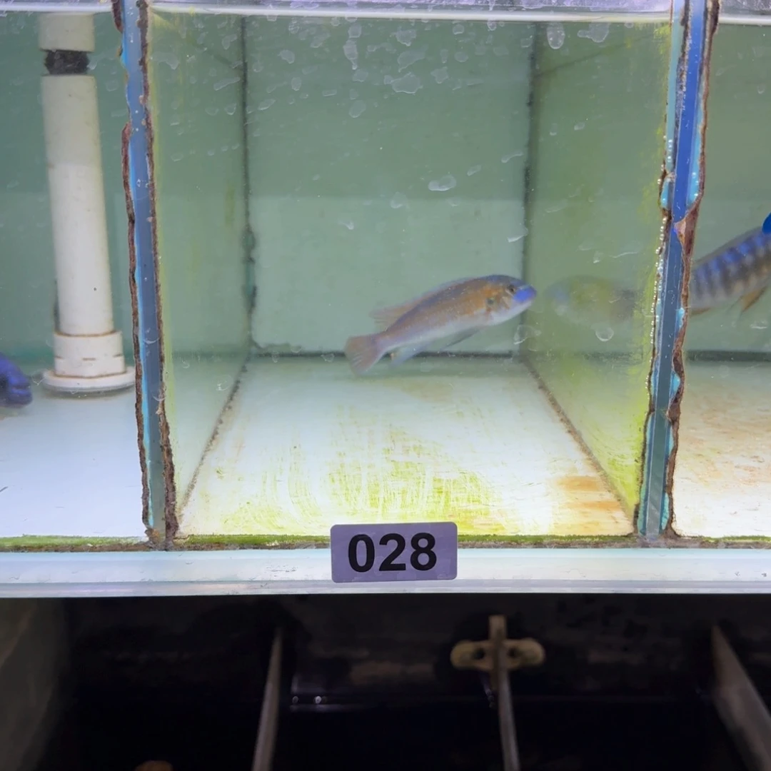慈鲷鱼28号齐坦迪10-11