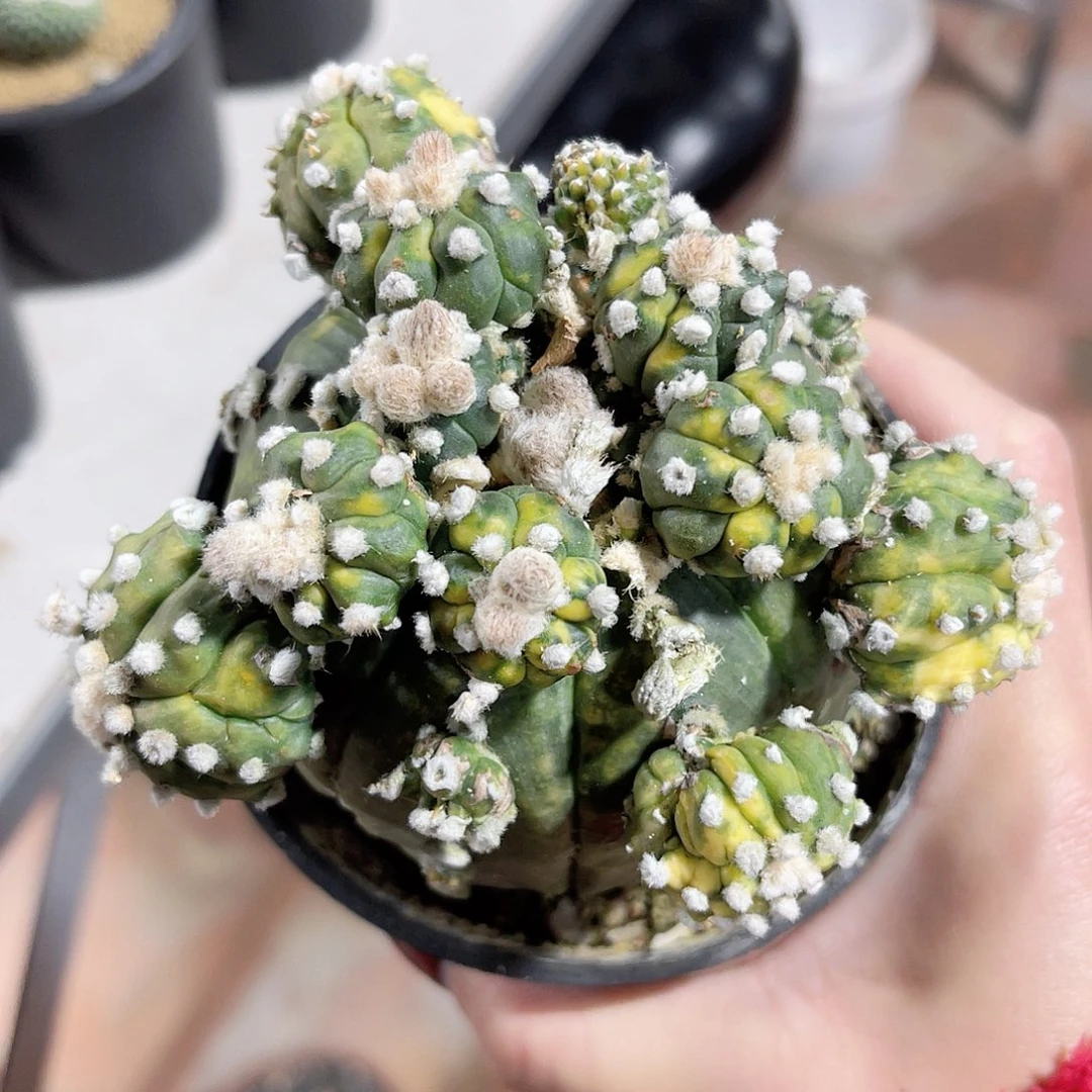 仙人球仙人球开花