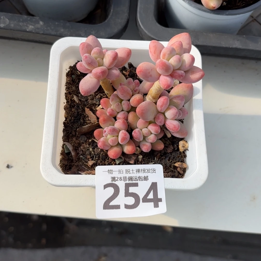 樱花奶老桩无盆土发货