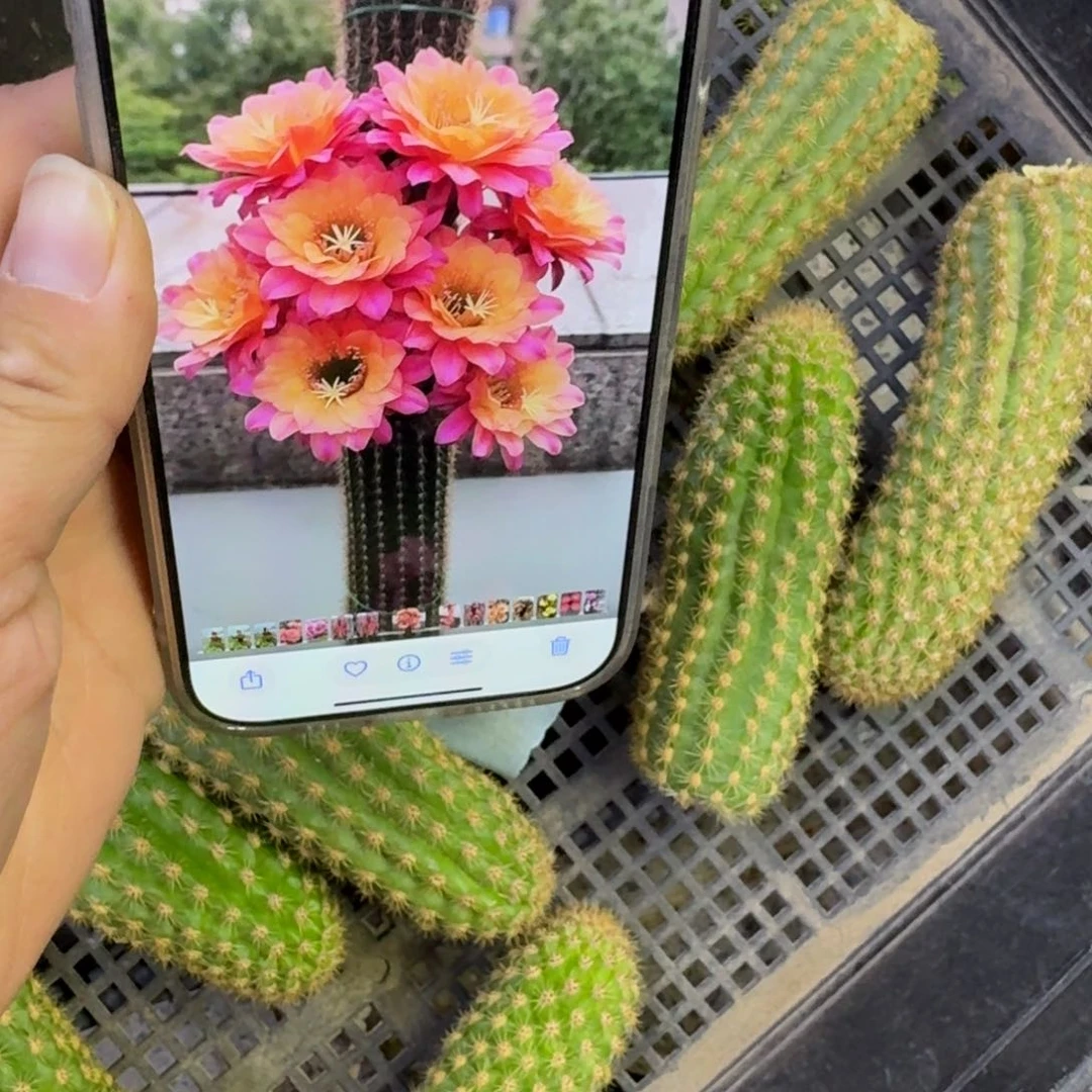 213金妞时光歪无根侧牙5公分左右，20包邮