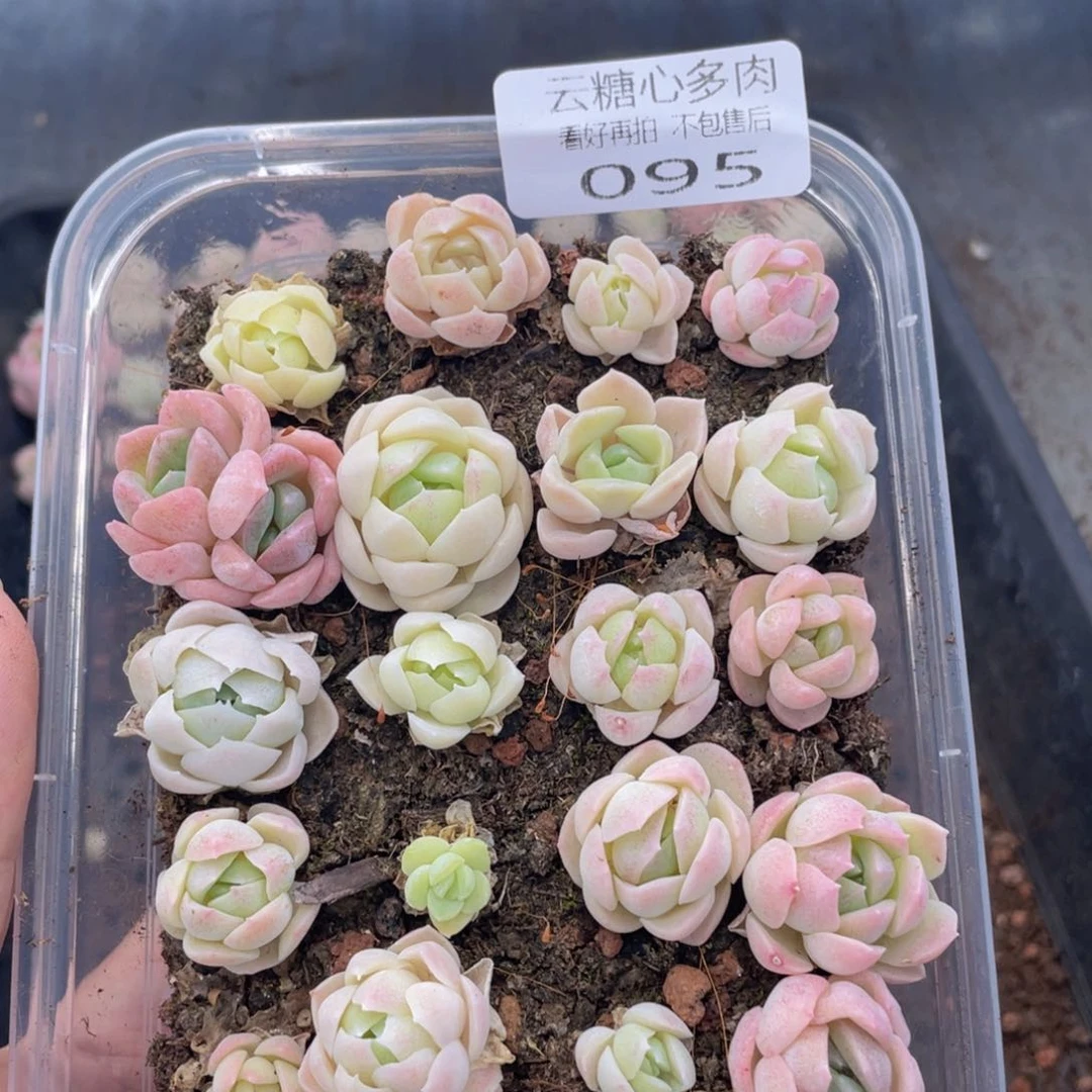 云糖心多肉植物95