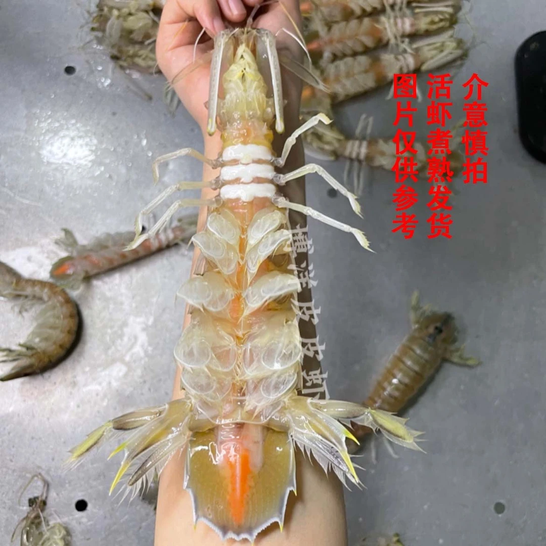 广西北海野生皮皮虾虾蛄濑尿虾富贵虾虾爬子活虾煮熟蒸熟发货
