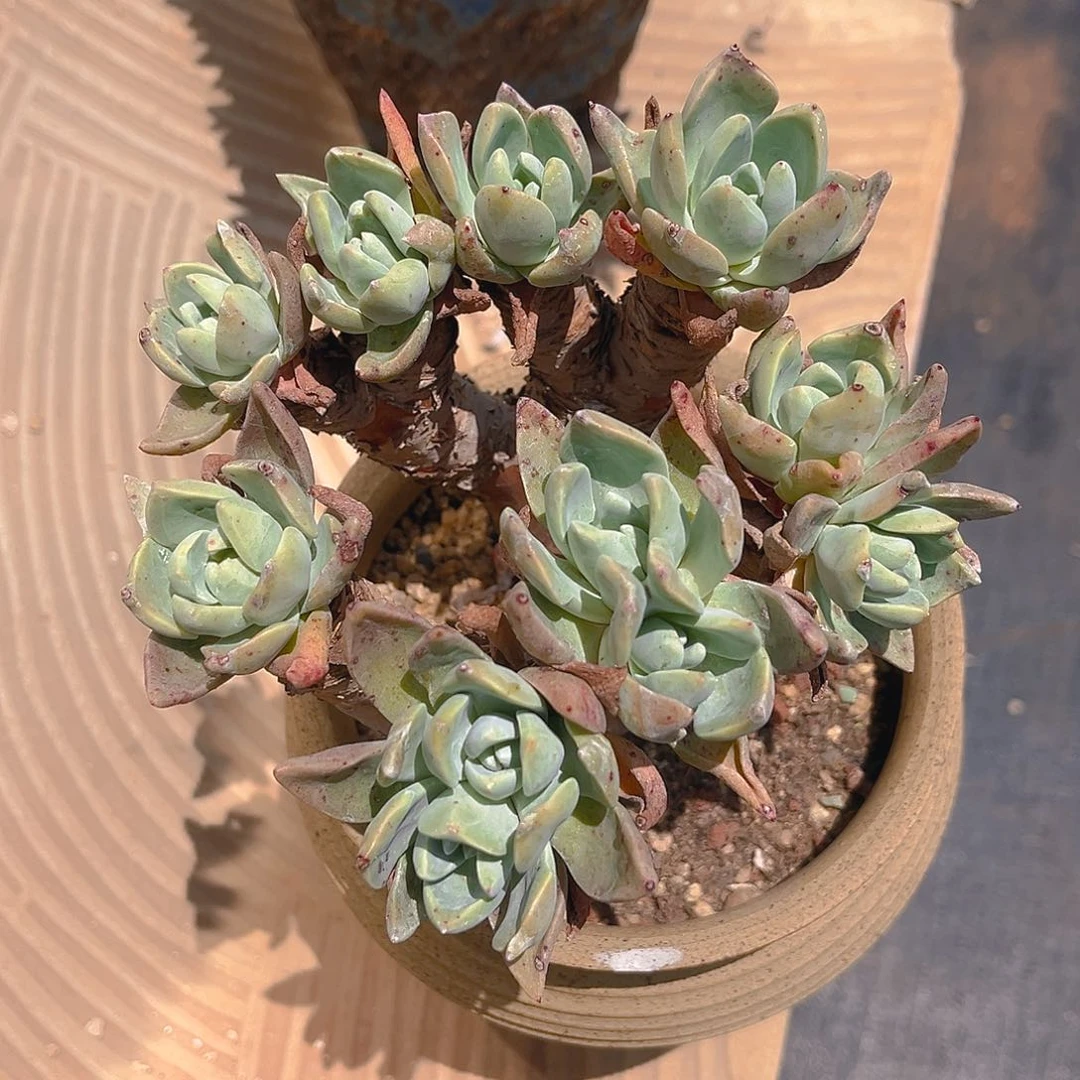 墨西哥大花朵厚叶苹果叶