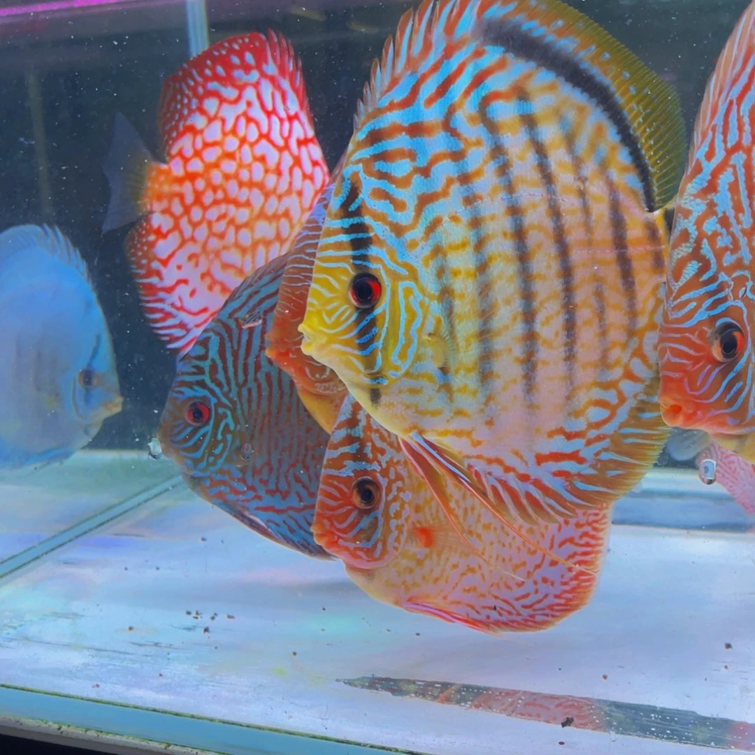 神仙鱼小****电十四栋野雪