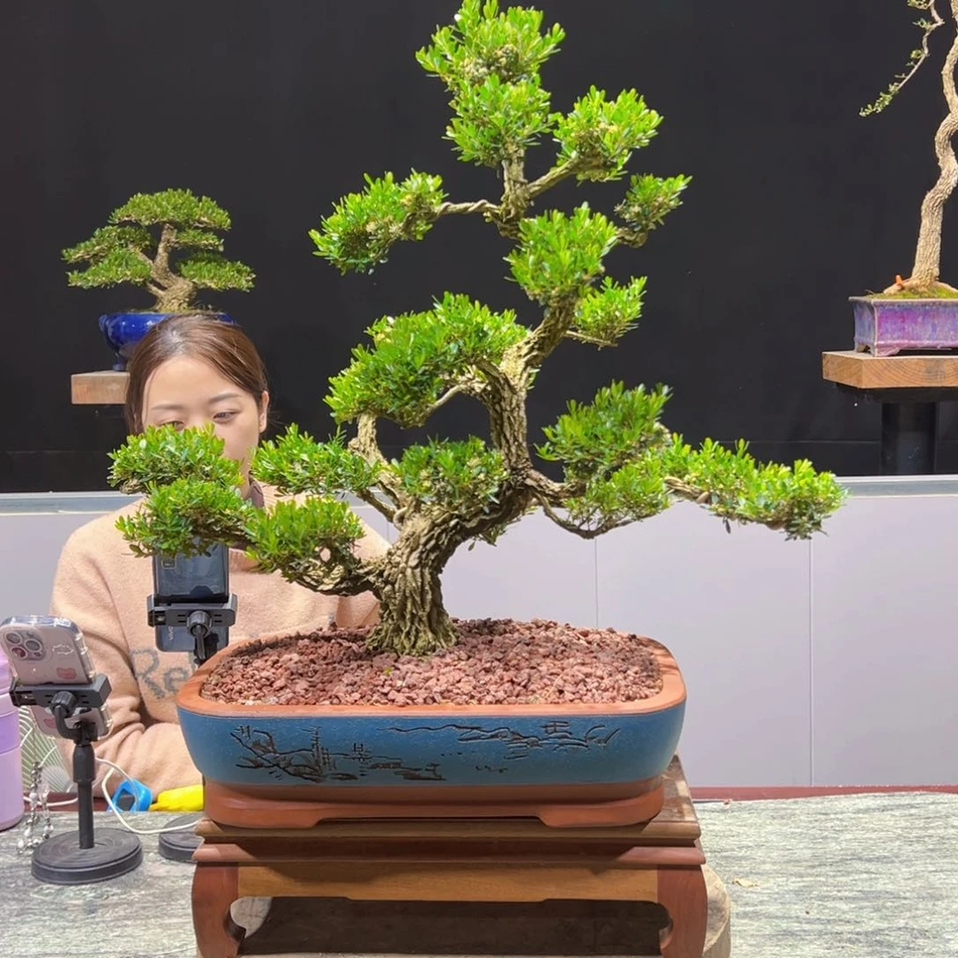 四季常青老桩黄杨盆景?**瑞
