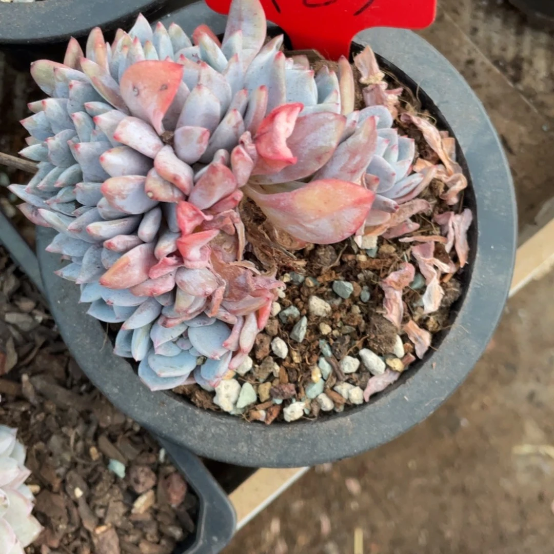 123号星影群生多头