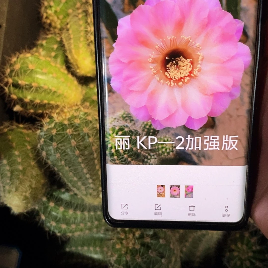 丽 KP---2/侧芽歪20包邮/5公分