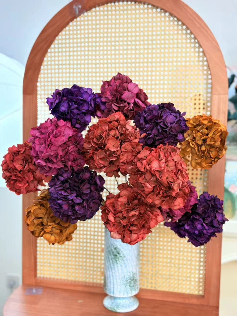 【稀有绣球干花】永生绣球花年宵花真花网红爆款2025最新款混色绣球