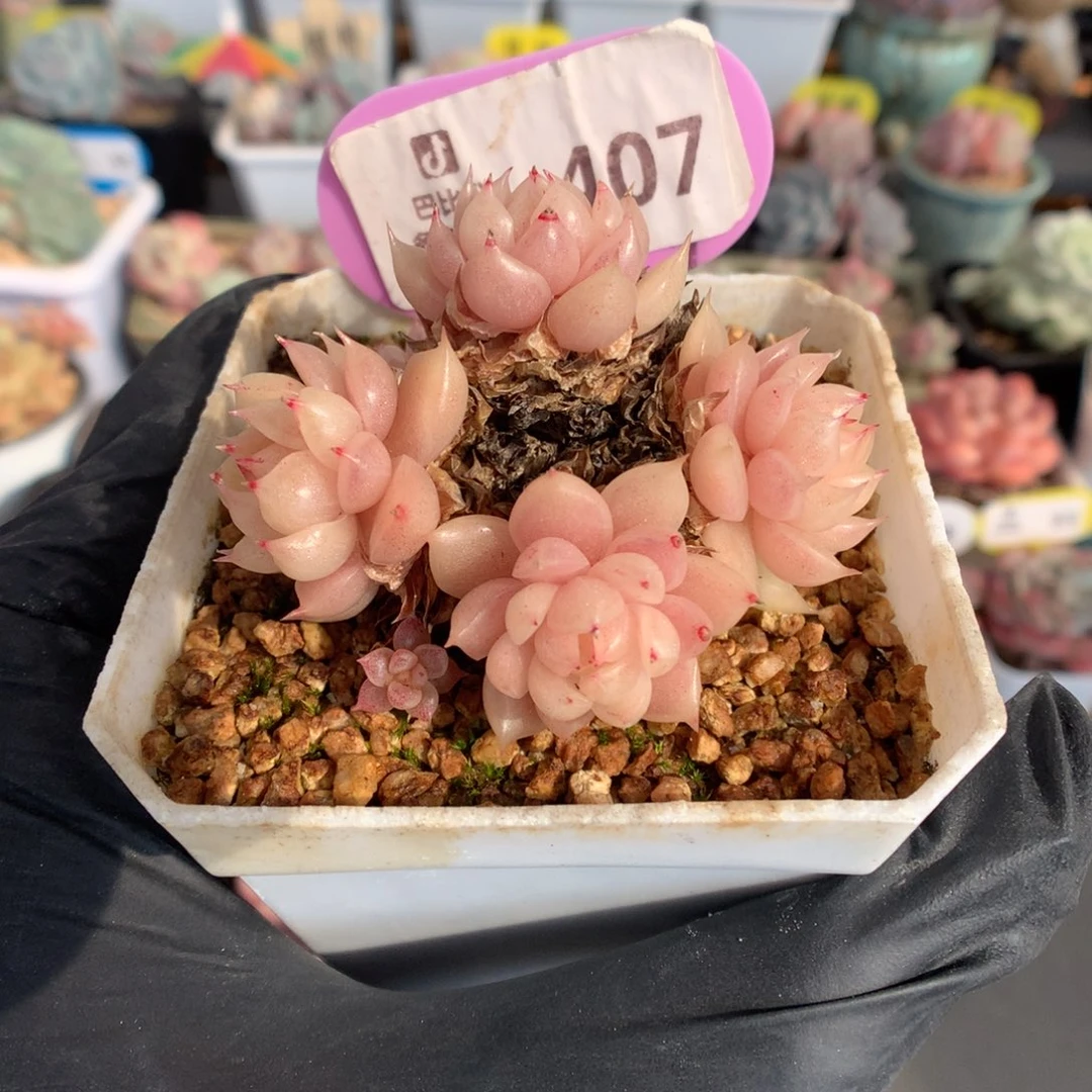 407 粉透珍妮体女王