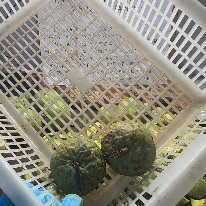 吊坠文玩核桃南瓜大2