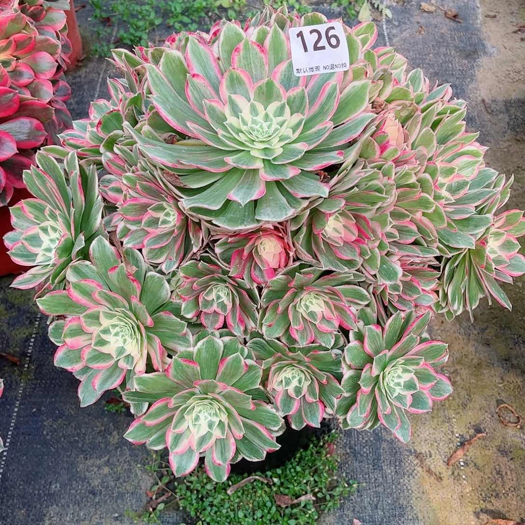 无花朵用****月多肉植物孔雀翎126寄养