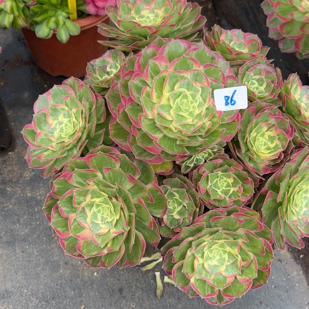 遇****己86水蜜桃多肉植物系