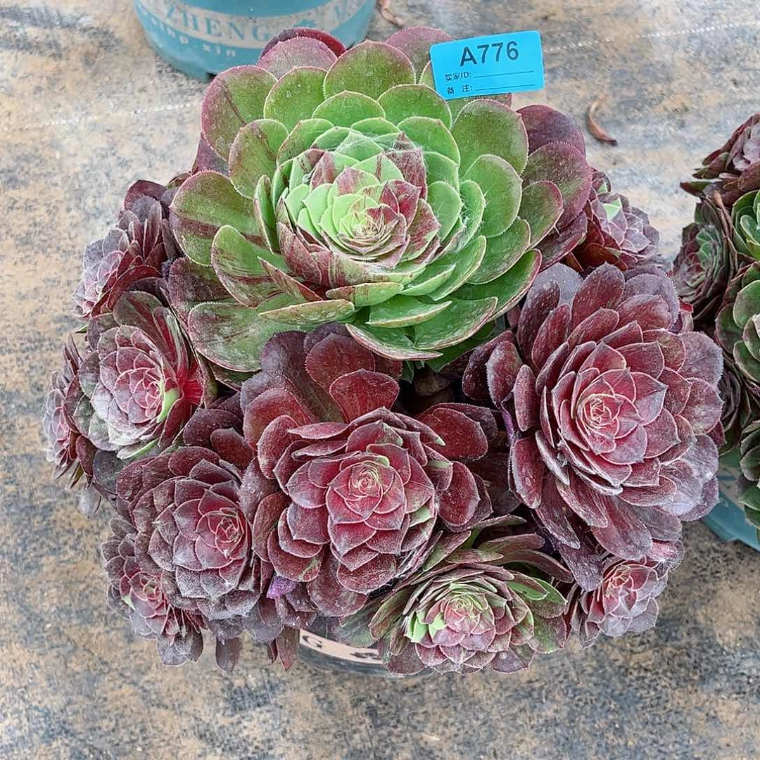 .***9多肉植物花月夜776