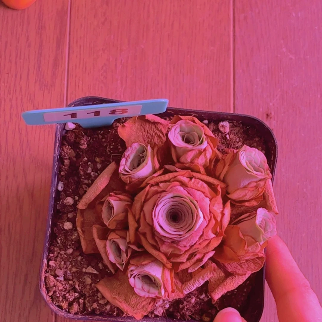 118山地玫瑰浅粉色