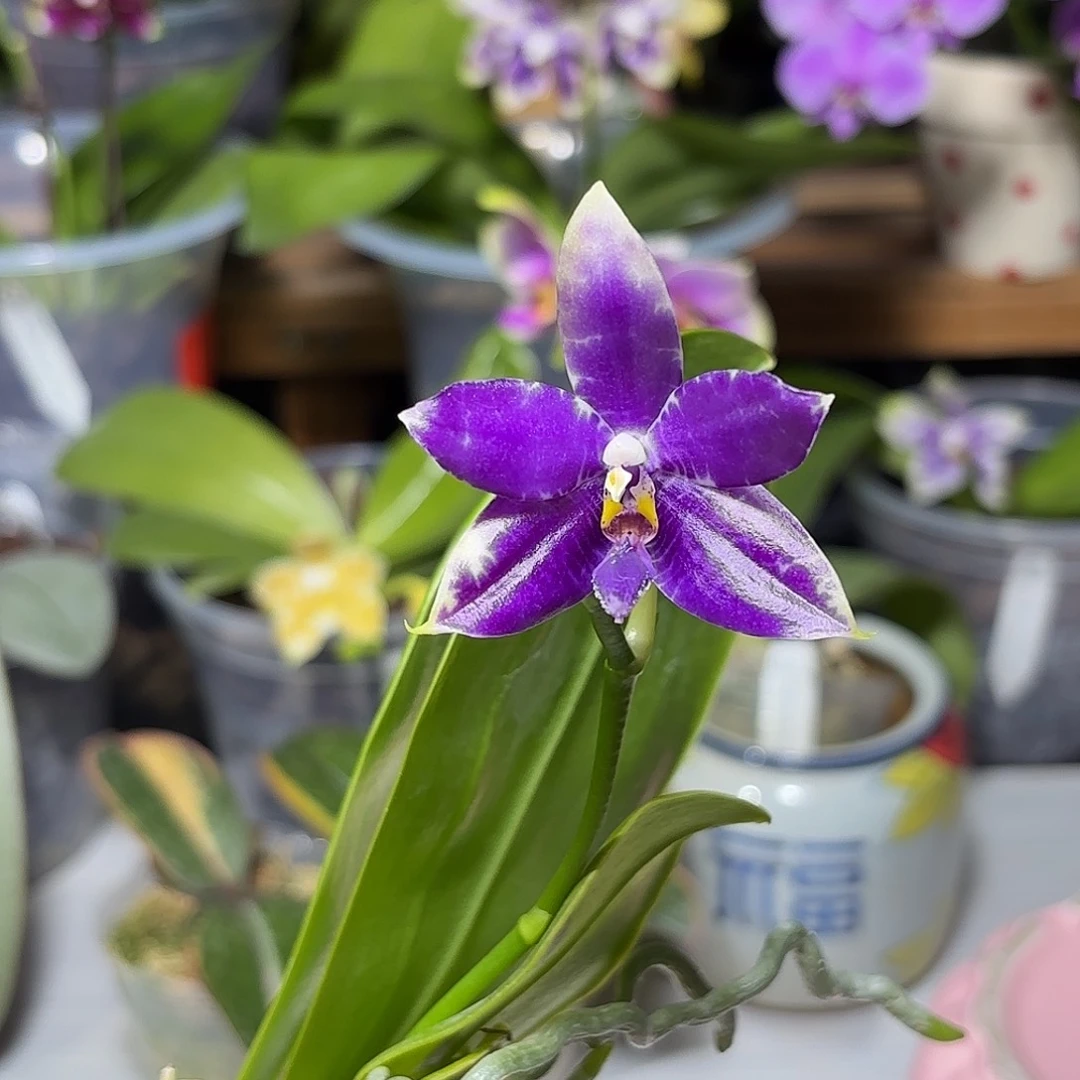 刘***哥大部分开放少量花苞