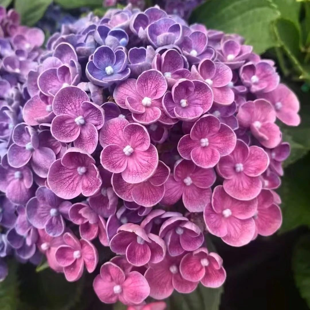 古城花园 爆米花 爱莎大花绣球 耐寒耐热绣球地栽盆栽