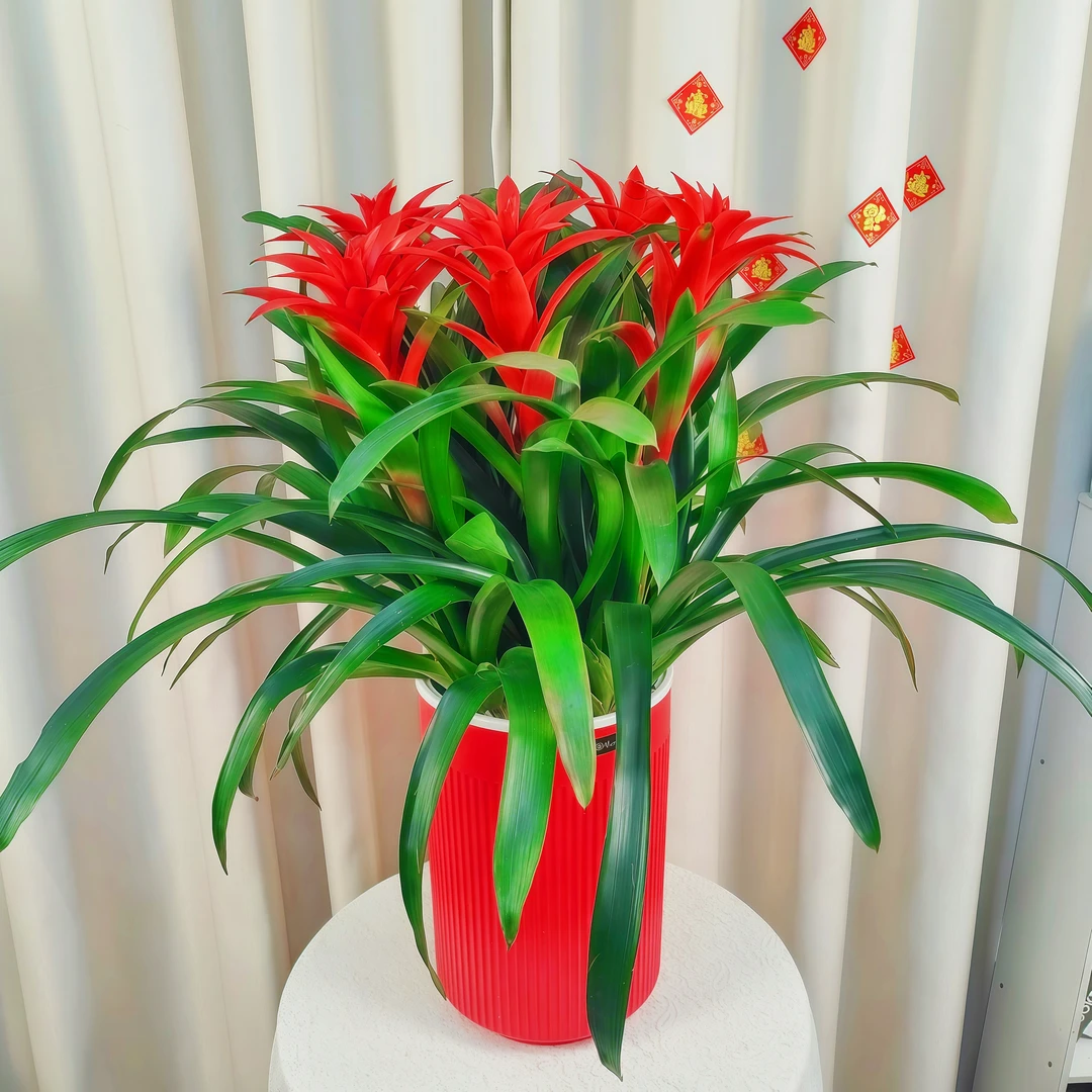 【五颗花+红盆+肥料】室内落地款鸿运当头年宵花好养易活净化空气