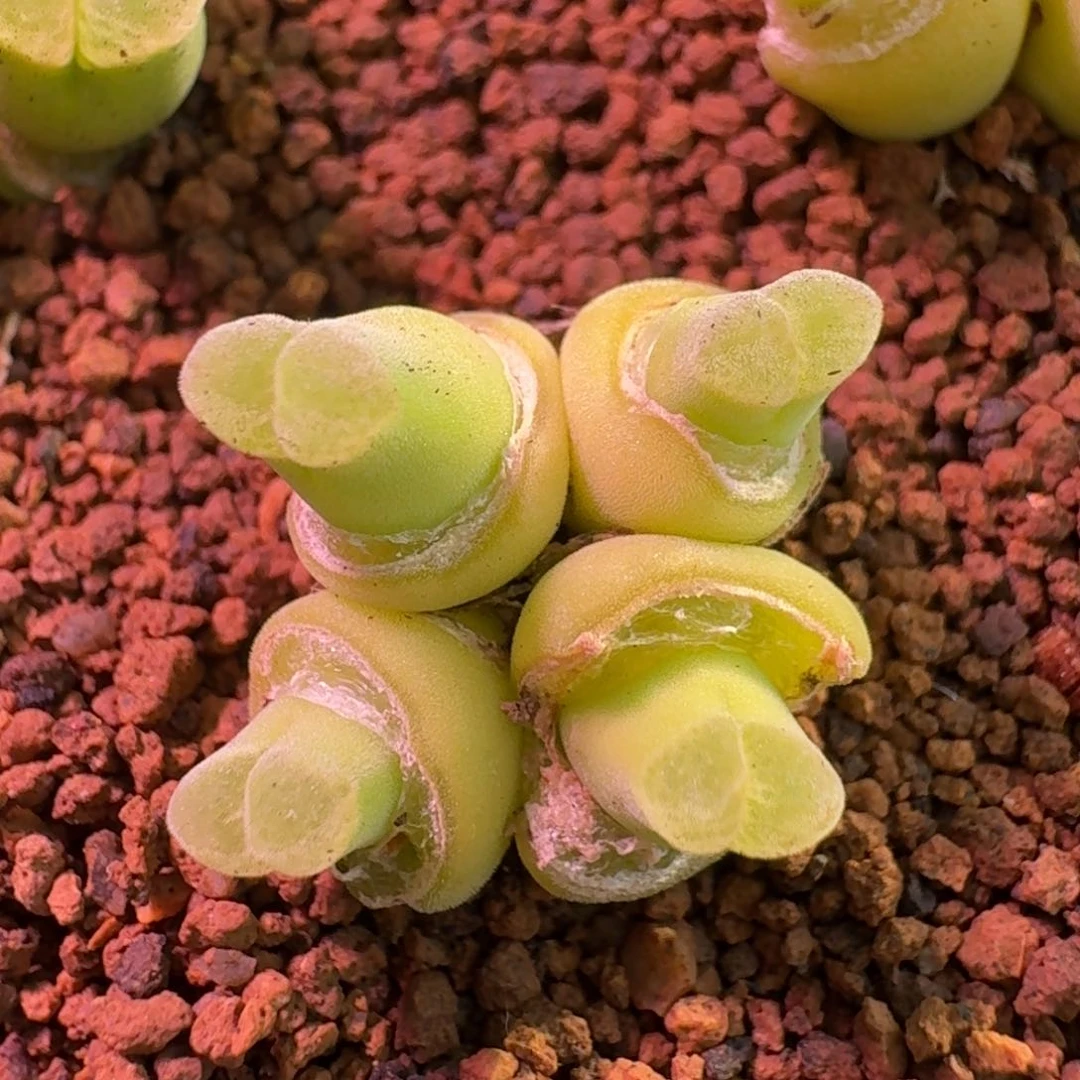 云缦精品番杏16.3粉绒窗佛肚