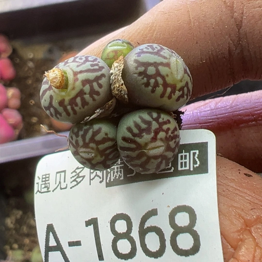 多肉植物11111111111111111