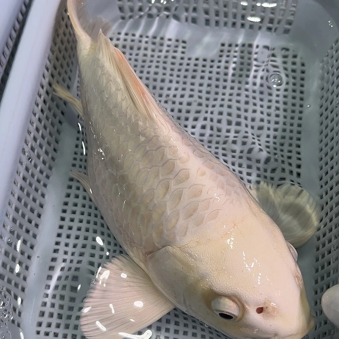 锦鲤锦鲤冷水鱼观赏