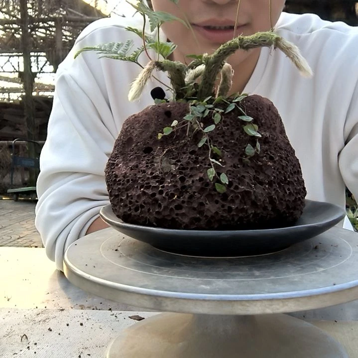 超***区小盆景小植物一物一拍169