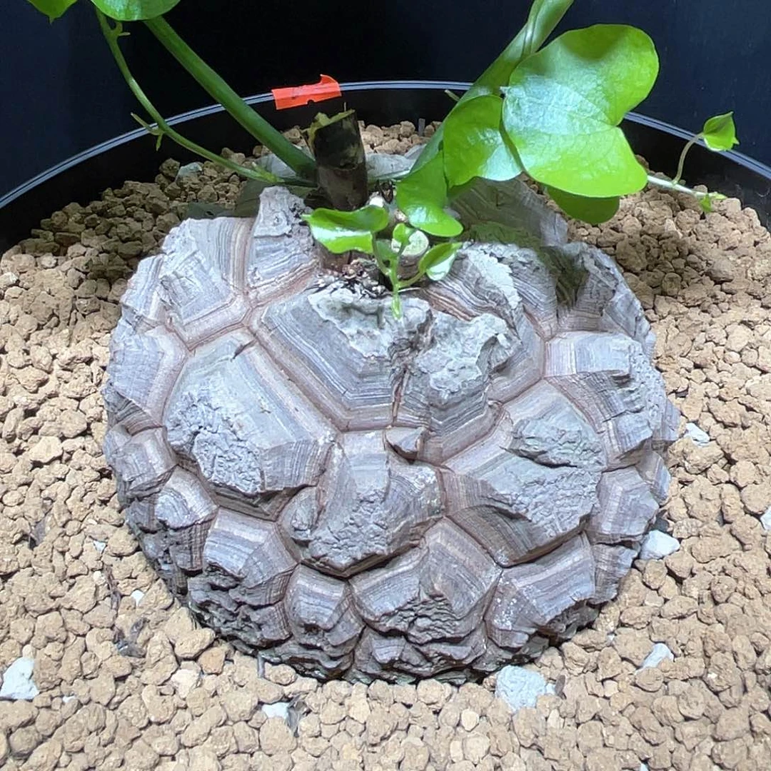 1211号龟甲龙12.3公分