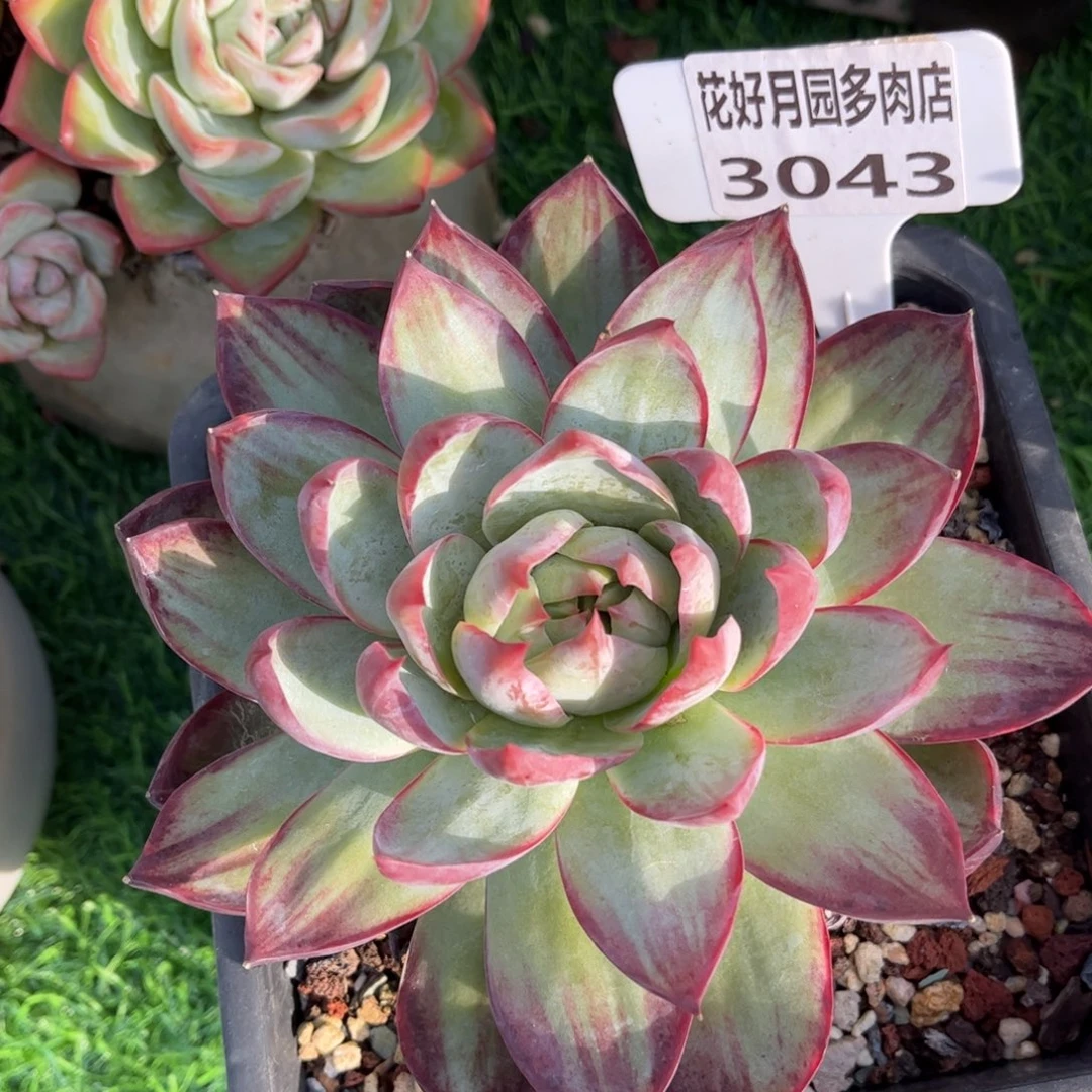 婼***見多肉植物3043 一定要拍个冷链哦