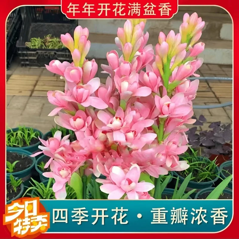 【重瓣晚香玉种球】重瓣晚香玉四季开花多年生盆栽种球浓香花卉种球