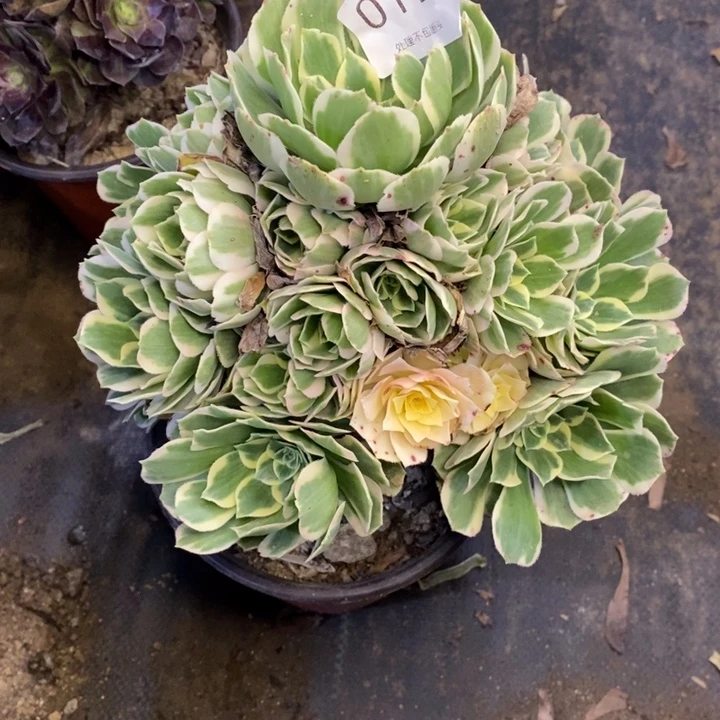 迈巴赫多肉断头不包0193