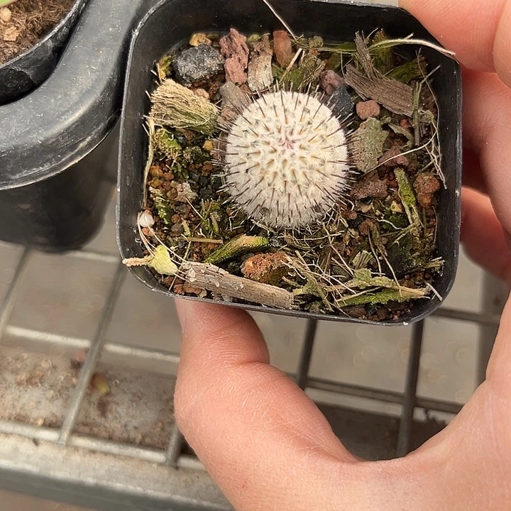 我也不知道我为什么